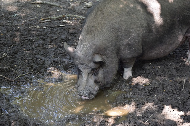 曼城想以低于解约金的费用引进帕奎塔，已跟球员达成协议.